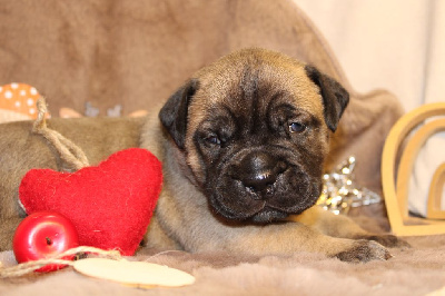 Les chiots de Bullmastiff