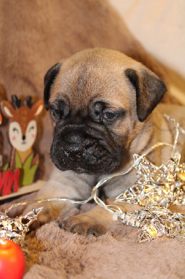 Vers l'infini et au-delà Empereur Zurg - Bullmastiff