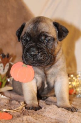 Les chiots de Bullmastiff