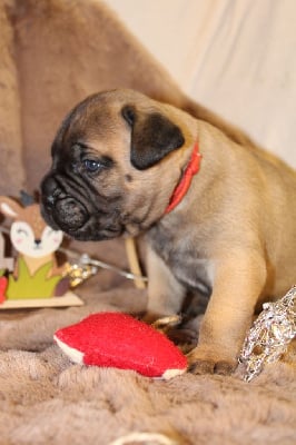 Vers l'infini et au-delà Buzz L'éclair - Bullmastiff