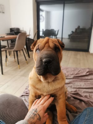 Les chiots de Shar Pei