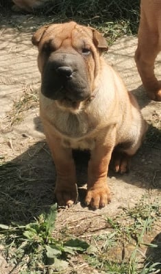 Les chiots de Shar Pei