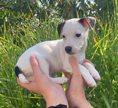 Les chiots de Jack Russell Terrier