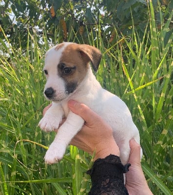 Les chiots de Jack Russell Terrier