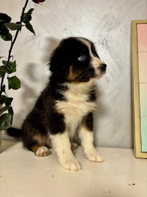 Les chiots de Berger Australien