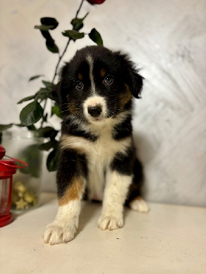 Les chiots de Berger Australien