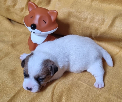 Les chiots de Jack Russell Terrier