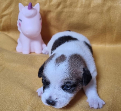 Les chiots de Jack Russell Terrier