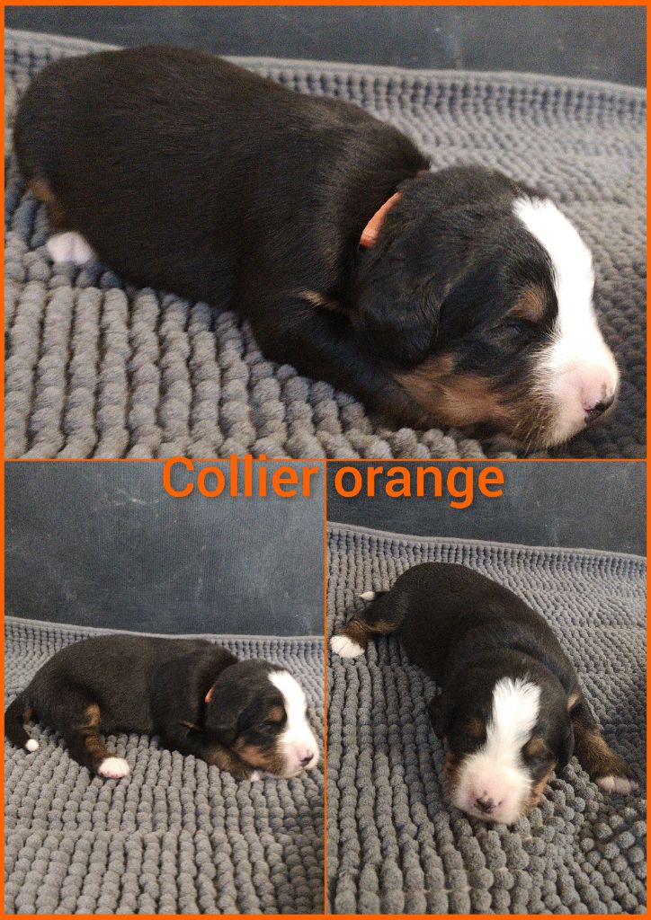 CHIOT collier orange - Bouvier Bernois