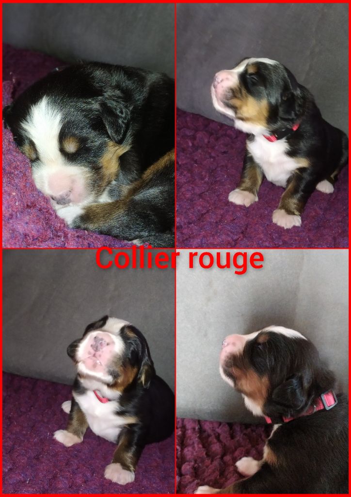 femelle collier rouge - Bouvier Bernois