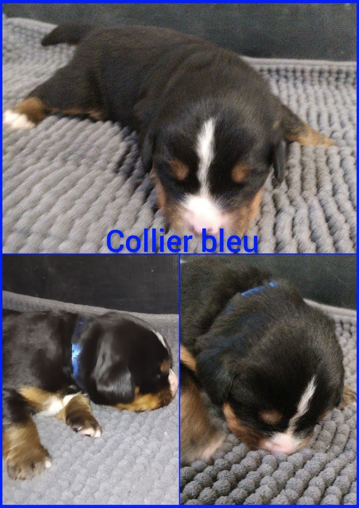 CHIOT collier bleu - Bouvier Bernois