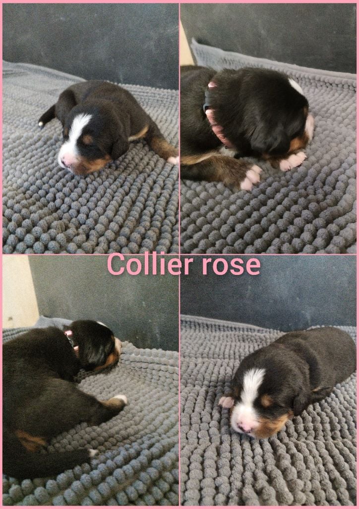 CHIOT collier rose - Bouvier Bernois