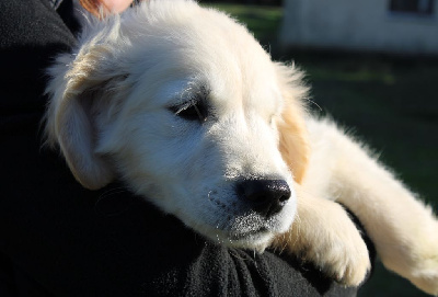 Vaillant - Golden Retriever