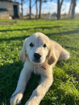 Voltaire - Golden Retriever