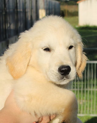 Vasko - Golden Retriever