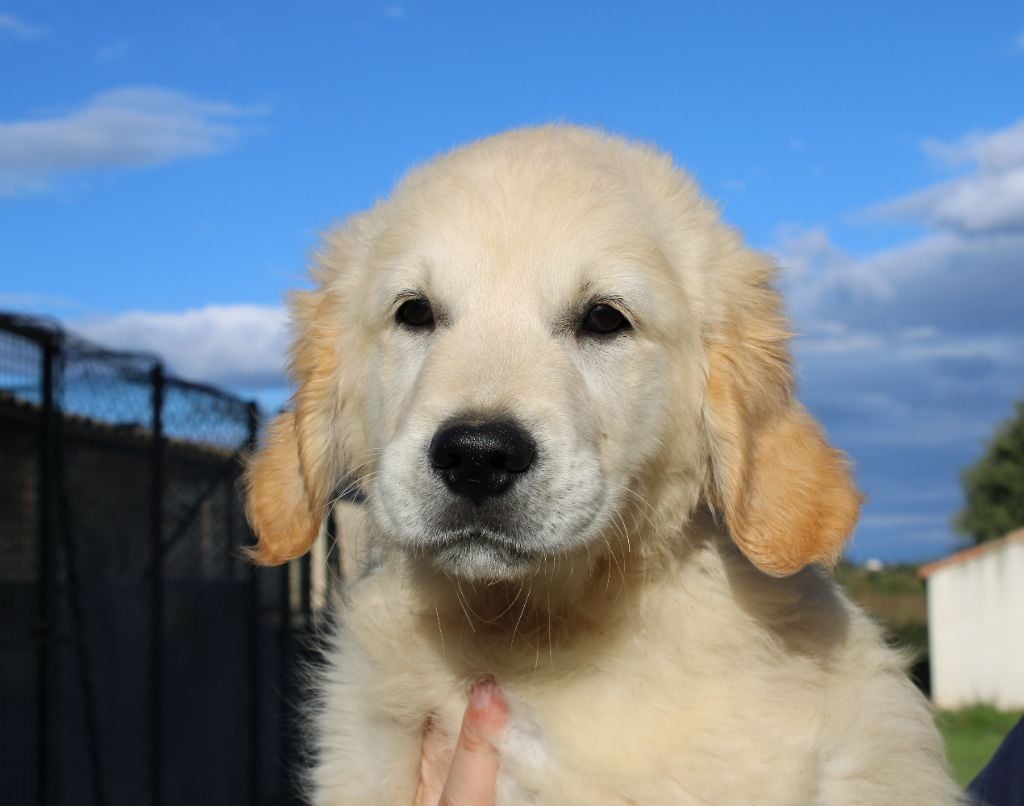 Valko - Golden Retriever