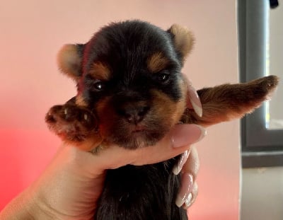 Les chiots de Yorkshire Terrier