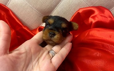 Les chiots de Yorkshire Terrier