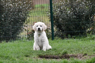 Les chiots de Golden Retriever