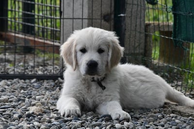 Les chiots de Golden Retriever