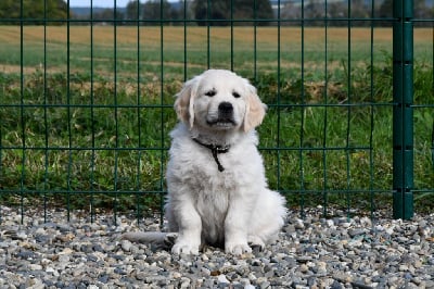 Les chiots de Golden Retriever