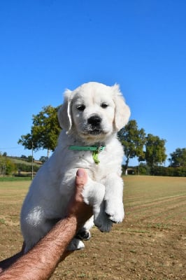 Les chiots de Golden Retriever