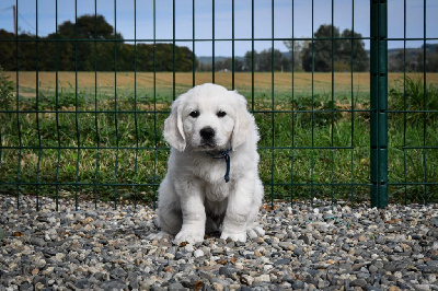 Les chiots de Golden Retriever