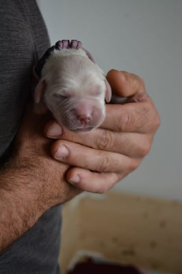 miss violet - Golden Retriever