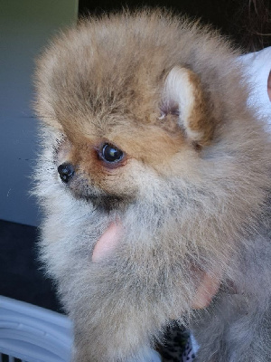 Les chiots de Spitz allemand