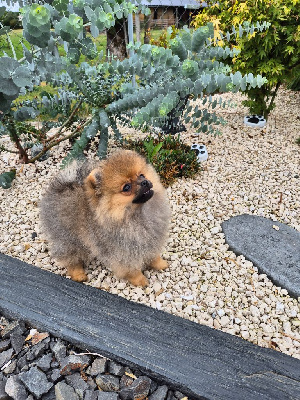 Les chiots de Spitz allemand