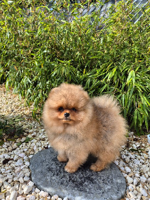 Les chiots de Spitz allemand