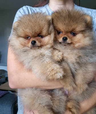 Les chiots de Spitz allemand