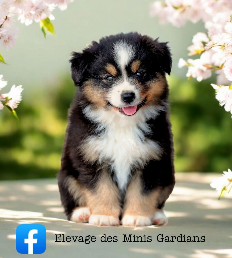 CHIOT - Berger Américain Miniature 