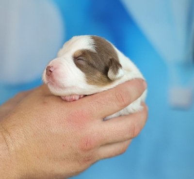 Les chiots de Berger Américain Miniature 