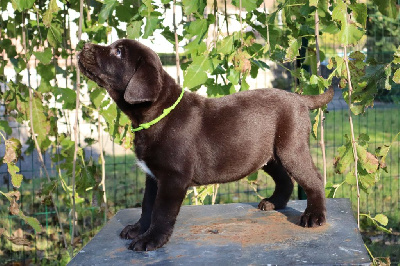 Les chiots de Labrador Retriever