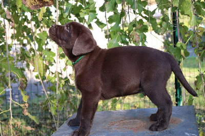 Les chiots de Labrador Retriever