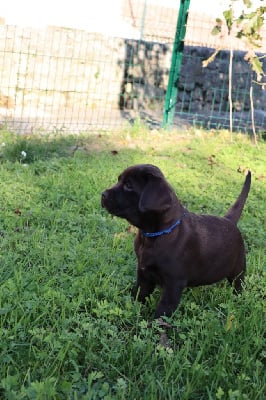 Les chiots de Labrador Retriever