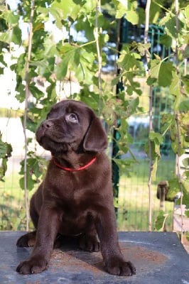 Les chiots de Labrador Retriever