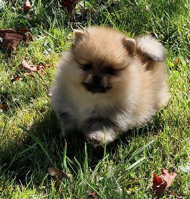 Les chiots de Spitz allemand