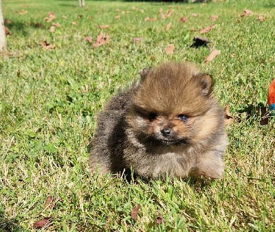 Les chiots de Spitz allemand