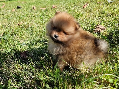 Les chiots de Spitz allemand