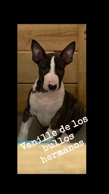 Les chiots de Bull Terrier