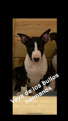 Les chiots de Bull Terrier