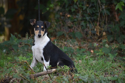 Les chiots de Colley à poil court