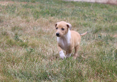 Les chiots de Colley à poil court