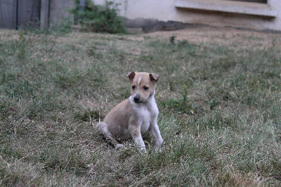 Les chiots de Colley à poil court