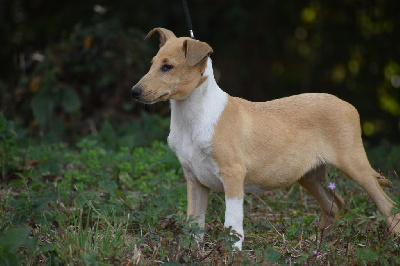 Les chiots de Colley à poil court