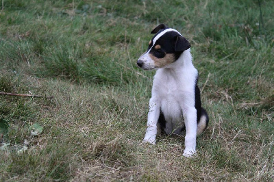 Les chiots de Colley à poil court