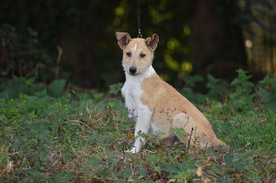 Les chiots de Colley à poil court