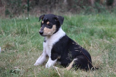 Les chiots de Colley à poil court